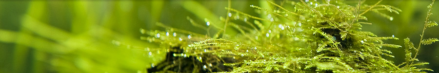 アクアガーデン